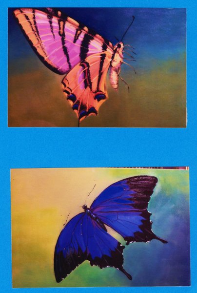 SOLD - Butterflies - two studies, oil on canvas